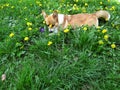 A dog of the corgi breed plays with a ball in the grass and yellow flowers of dandelions. funny dog Ã¢â¬â¹Ã¢â¬â¹lies in the grass Royalty Free Stock Photo